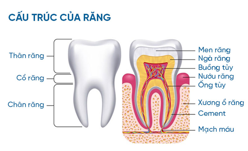 Quy trình lấy tủy răng 